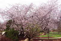 cherry kanzan tree