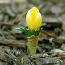 an early emerging yellow flower and vegetation