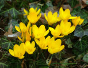 yellow crocus showing strappy, grass-like leaves that grow from below the flowers