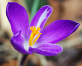 Open purple crocus flower