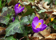 Fully bloomed purple crocus that has emerged above English Ivy groundcover.