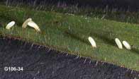 Damsel bug eggs on a stem