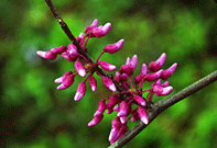 forest pansy redbud floral buds, already pinkish