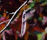 a dark seed pod containing 6-12 seeds
