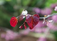 Heart-shaped leaves are a reddish purple on Forest Pansy