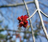 Flowers appear on branches in the spring.