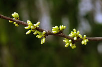 redbud alba floral buds, starting to turn from green to white