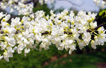 open white flower clusters