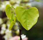 close up of heart-shaped leaves