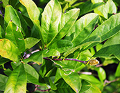 star magnolia leaf