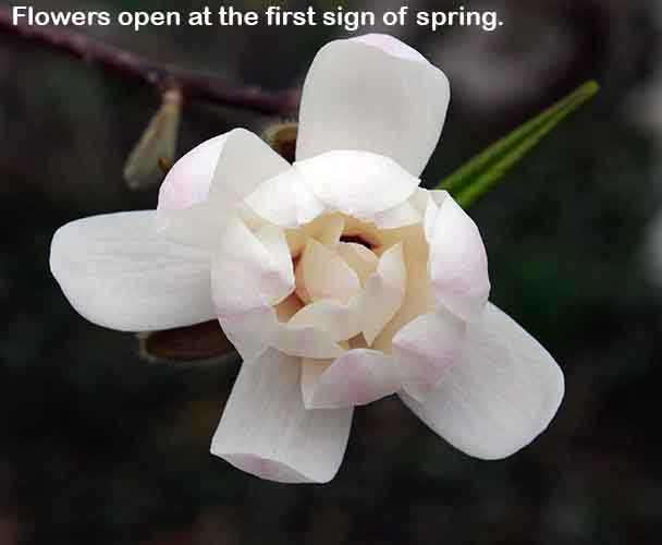 First Sign Os Spring First Sign Of Spring Flower