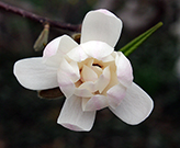 Close-up of a white flower starting to open. Flowers open at the first sign of spring.