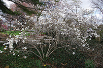 Whole star magnolia tree