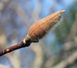 tulip magnolia densely hairy floral bud