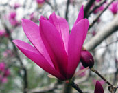 goblet-shaped flowers give the plant its name tulip magnolia