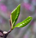 tulip magnolia light green leaves emerge and mature to a darker color