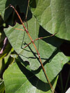 Adult walking stick on a leaf