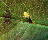 Close-up of an adult aphid on a leaf.