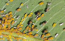 Close-up of a leaf and multiple stages of aphids, including winged adult females and white discarded exoskeletons.
