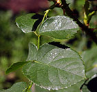 Wet spots on leaves are the result of aphid honeydew secretions.