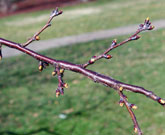 Floral and leaf buds on a branch with white pores that are characteristic of cherry bark