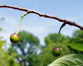 Immature cherry fruits hanging from a branch