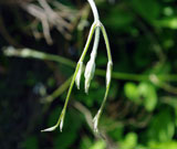 Close-up of leaf bud