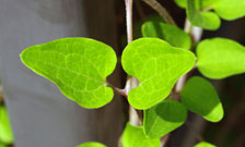 Close-up of leaves on a branch