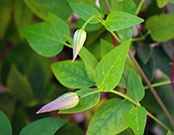 CLose-up of floral bud