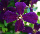 Fully open flower, showing four deep purple petals open around the stamen