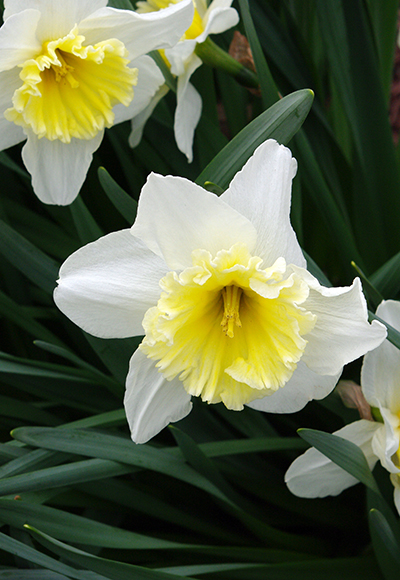 Close-up of daffodil flower with a dark yellow corona and lighter surrounding petals.