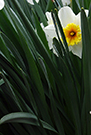 Close-up of long and narrow daffodil leaves