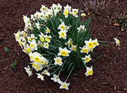 Whole daffodil plant with flowers of a dark yellow corona and lighter surrounding petals.