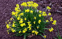 full yellow daffodil plant