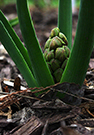 Hyacinth emerging from the ground in spring, showing the green cone-like structure coming up with strap-like leaves surrounding it