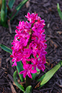 Close-up of a fully bloomed pink hyacinth flower