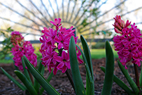 Whole plant hyacinth with fully bloomed flowers