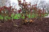 Early spring leaf and branch groth of Knock Out® rose