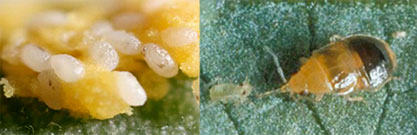 minute pirate bug egg mass in frame 1, frame 2 shows a close-up of a nymph