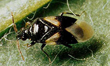 Photo by William E. Ferguson, via Virginia Cooperative Extension: mature adult pirate bug