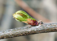 wisteria leaf bud opening on a branch in early spring