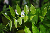 Top-down close-up shows leaves parallel to each other on the branch