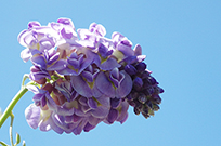 Wisteria flowers appear in clusters