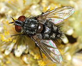 tachinid fly, with a black body and brown eyes