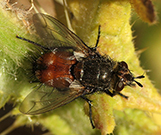 tachinid fly, with a brown body