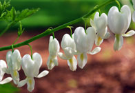 Close-up of white flower blooms hanging from the underside of a branch