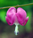 A close-up of a pink flower hanging shows the heart shape that gives the plant its name.