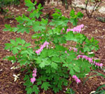 Whole plant showing pink flowers in bloom. Bleeding heart leaves are delicately lobed.