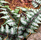 Japanese fern with a new frond unrolling