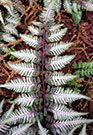 close-up of frond to show signature interesting colors--silver and green with purple--of Japanese painted fern